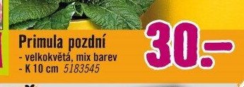 Primula pozdní