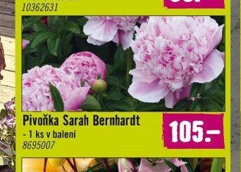 Pivoňka Sarah Bernhardt