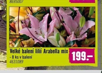 Velké balení lilií Arabella mix