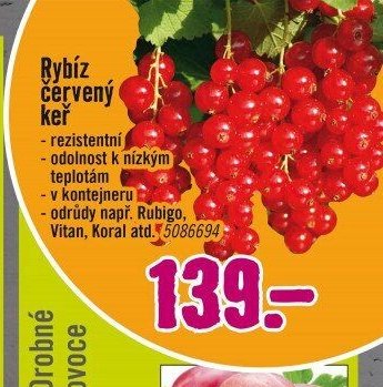 Rybíz červený keř