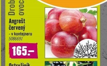 Angrešt červený