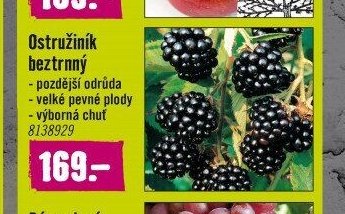 Ostružiník beztrnný