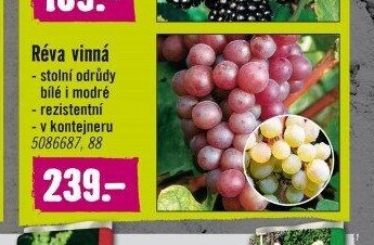Réva vinná