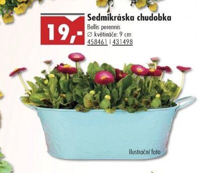 Sedmikráska chudobka