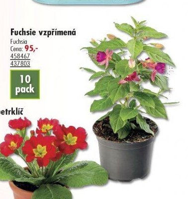 Fuchsie vzpřímená