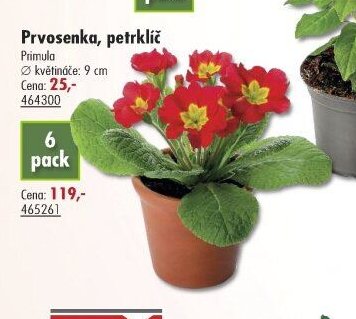 Prvosenka, petrklíč