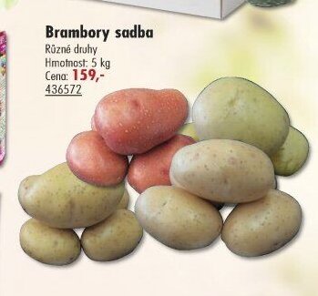 Brambory sadba