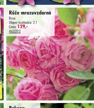 Růže mrazuvzdorná