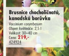 Brusnice chocholičnatá, kanadská borůvka