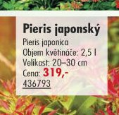 Pieris japonský