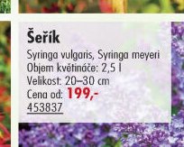 Šeřík