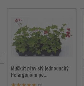 Muškát převislý jednoduchý Pelargonium pe...