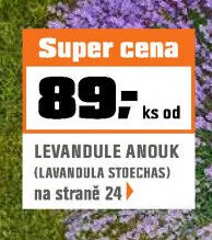 LEVANDULE ANOUK