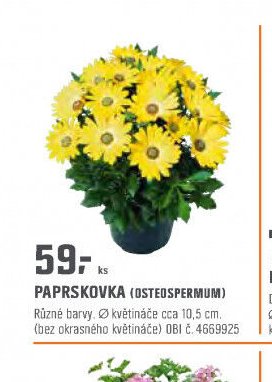 PAPRSKOVKA (OSTEOSPERMUM)
