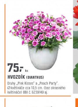 HVOZDÍK (DIANTHUS)