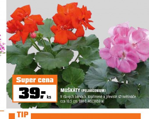 MUŠKÁTY (PELARGONIUM)