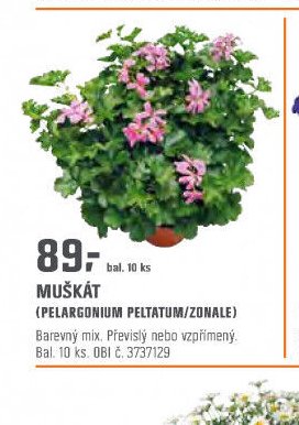 MUŠKÁT (PELARGONIUM PELTATUM/ZONALE)