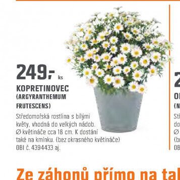 KOPRETINOVEC (ARGYRANTHEMUM FRUTESCENS)