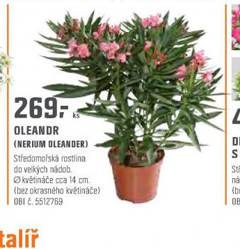 OLEANDR (NERIUM OLEANDER)