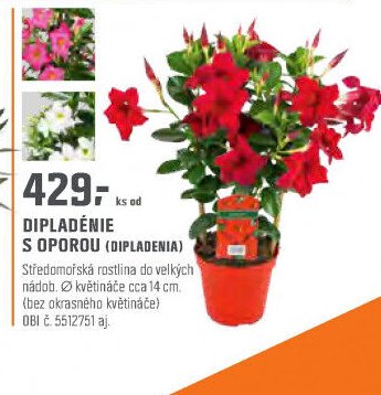 DIPLADÉNIE S OPOROU (DIPLADENIA)