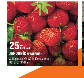 JAHODNÍK (FRAGARIA)