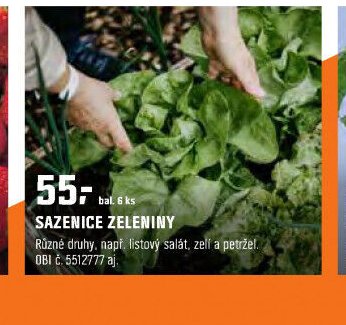 SAZENICE ZELENINY