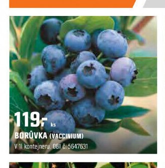 Borůvka (Vaccinium)