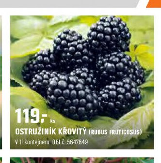 Ostružiník křovitý (Rubus fruticosus)