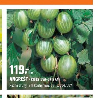 Angrešt (Ribes uva-crispa)