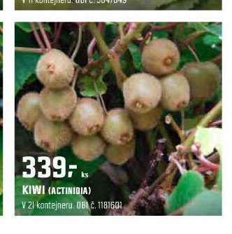 Kiwi (Actinidia)