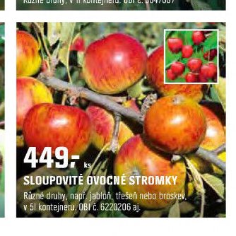 Sloupovité ovocné stromky