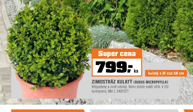 ZIMOSTRÁZ KULATÝ (BUXUS MICROPHYLLA)