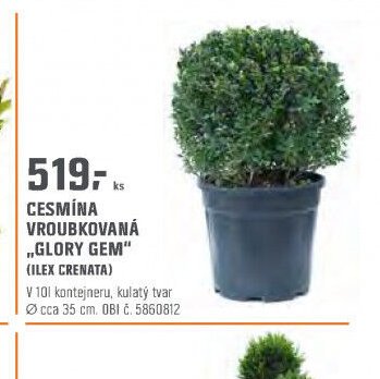 CESMÍNA VROUBKOVANÁ „GLORY GEM“ (ILEX CRENATA)