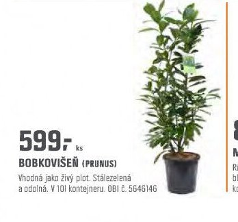 BOBKOVIŠEŇ (PRUNUS)