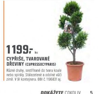 CYPŘIŠE, TVAROVANÉ DŘEVINY (CUPRESSOCYPARIS)