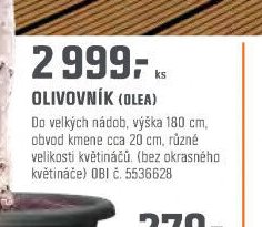 OLIVOVNÍK (OLEA)
