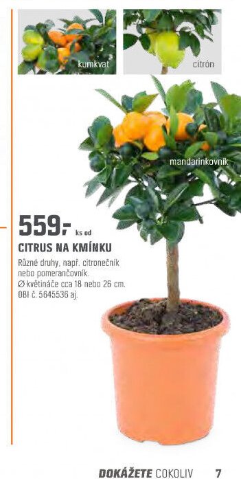 CITRUS NA KMÍNKU