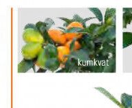 kumkvat