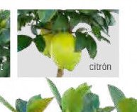 citrón