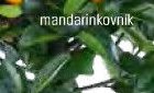 mandarinkovník