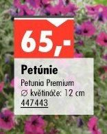 Petúnie