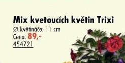 Mix kvetoucích květin Trixi