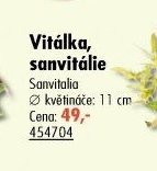 Vitálka, sanvitálie