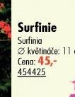 Surfinie