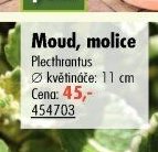 Moud, molice