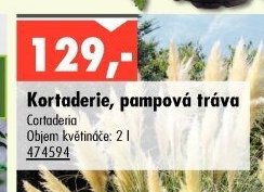 Kortaderie, pampová tráva