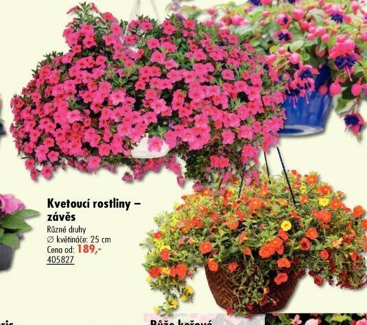 Kvetoucí rostliny - závěs
