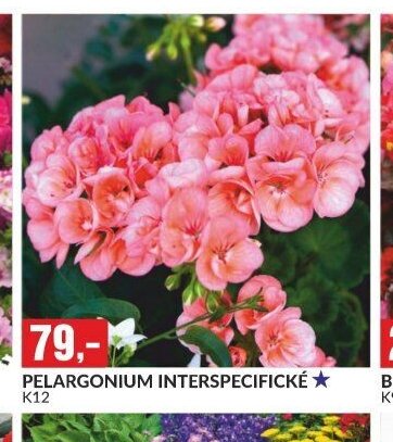 PELARGONIUM INTERSPECIFICKÉ
