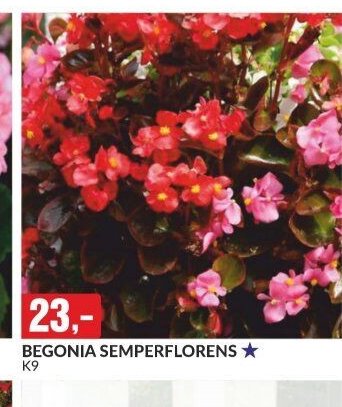 BEGONIA SEMPERFLORENS