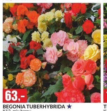BEGONIA TUBERHYBRIDA